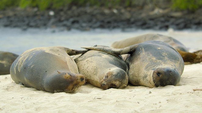 Animals Up Close with Bertie Gregory - Galapagos Marvels - Filmfotos