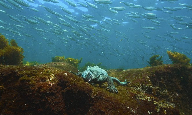 Zvířata zblízka s Bertiem Gregorym - Galapážské zázraky - Z filmu