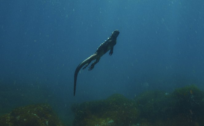 Zvířata zblízka s Bertiem Gregorym - Galapážské zázraky - Z filmu