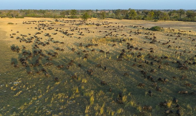 Au plus près des animaux avec Bertie Gregory - Les Lycaons du Botswana - Film