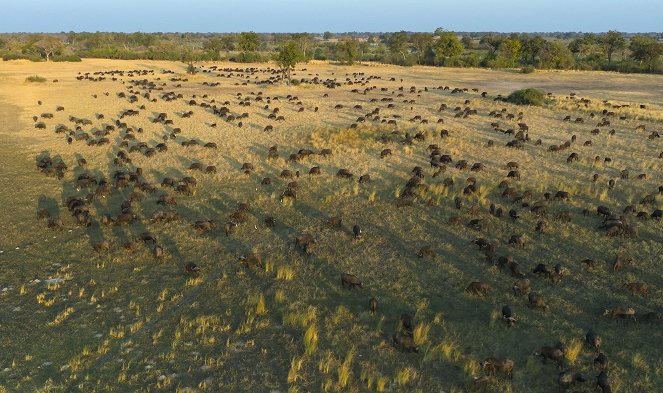 Animals Up Close with Bertie Gregory - Botswana Wild Dogs - Filmfotos