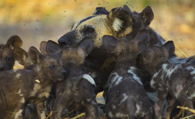 Animals Up Close with Bertie Gregory - Botswana Wild Dogs - Filmfotos