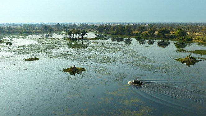 Au plus près des animaux avec Bertie Gregory - Les Lycaons du Botswana - Film