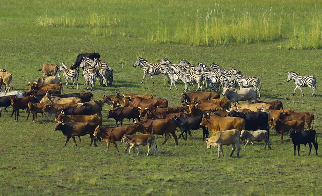 Au plus près des animaux avec Bertie Gregory - Les Lycaons du Botswana - Film