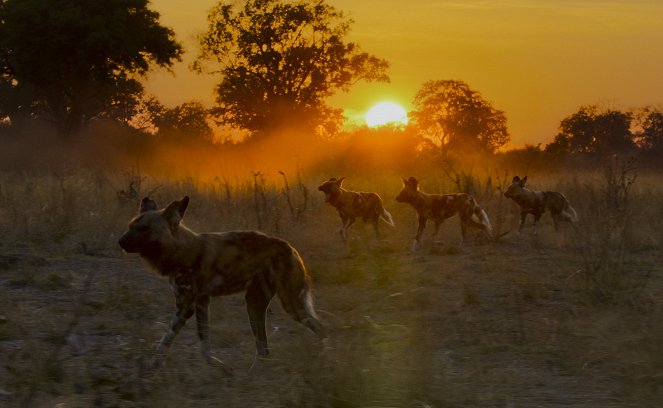 Zvířata zblízka s Bertiem Gregorym - Divocí psi z Botswany - Z filmu
