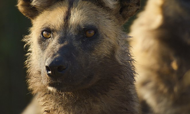 Animals Up Close with Bertie Gregory - Botswana Wild Dogs - Filmfotos