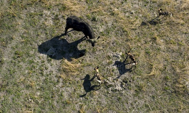 Animals Up Close with Bertie Gregory - Botswana Wild Dogs - Z filmu