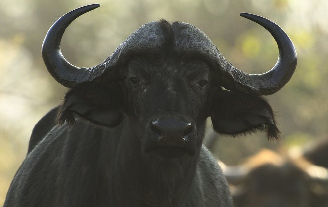 Zvířata zblízka s Bertiem Gregorym - Divocí psi z Botswany - Z filmu