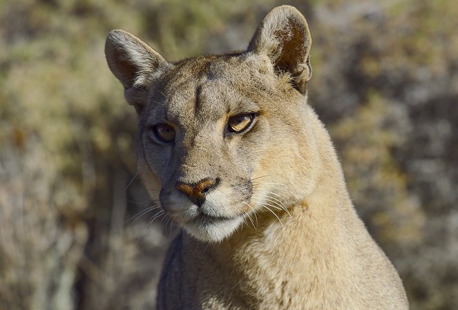 Animals Up Close with Bertie Gregory - Patagonia Puma - Filmfotos