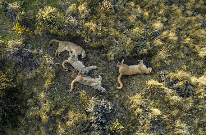 Animals Up Close with Bertie Gregory - Patagonia Puma - Van film