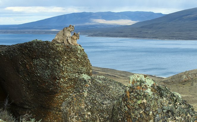 Az állatok világa Bertie Gregoryval - A patagóniai puma - Filmfotók