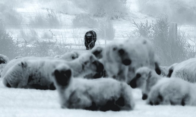 Animals Up Close with Bertie Gregory - Patagonia Puma - Filmfotos