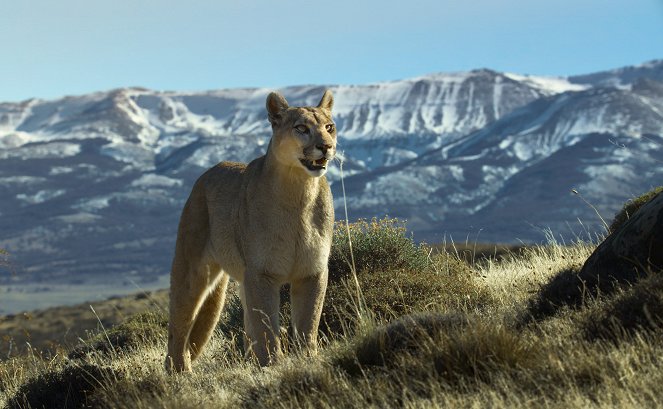 Animals Up Close with Bertie Gregory - Patagonia Puma - De la película