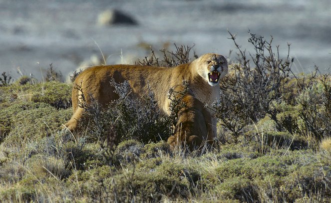 Animals Up Close with Bertie Gregory - Patagonia Puma - De la película