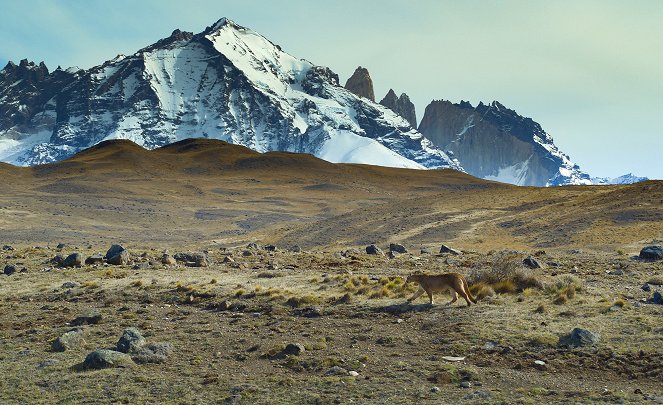 Animals Up Close with Bertie Gregory - Patagonia Puma - De la película