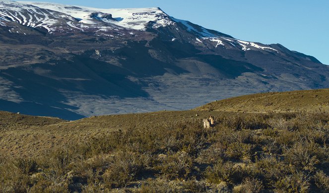 Animals Up Close with Bertie Gregory - Patagonia Puma - Photos