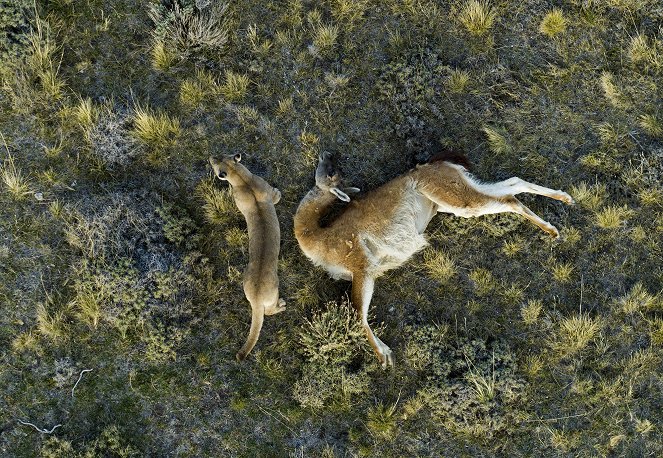 Zvířata zblízka s Bertiem Gregorym - Patagonská puma - Z filmu