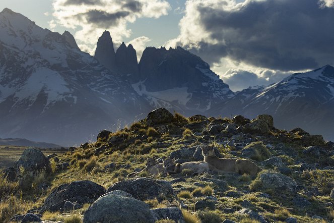 Animals Up Close with Bertie Gregory - Patagonia Puma - De la película