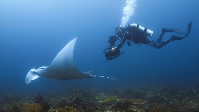 Animals Up Close with Bertie Gregory - Devil Ray Islands - Photos