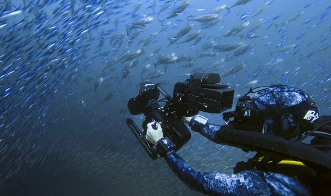 Animals Up Close with Bertie Gregory - Devil Ray Islands - De la película