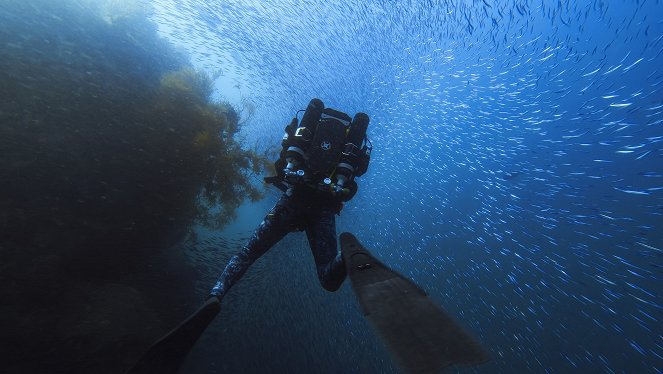 Zvířata zblízka s Bertiem Gregorym - Ostrovy mant velkých - Z filmu