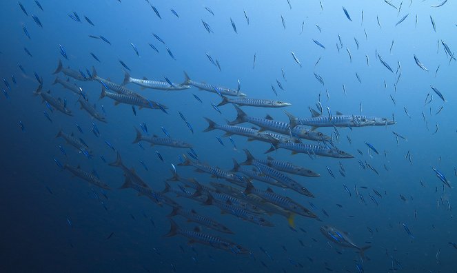 Animals Up Close with Bertie Gregory - Devil Ray Islands - Filmfotos