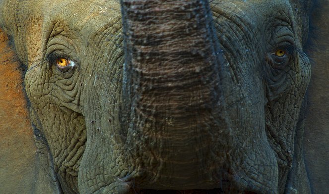 Animals Up Close with Bertie Gregory - Elephant Quest - De filmes
