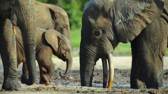 Az állatok világa Bertie Gregoryval - Elefántok nyomában - Filmfotók