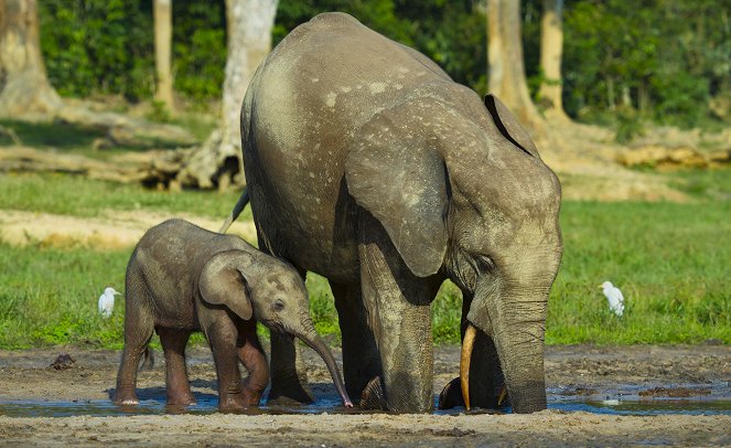 Az állatok világa Bertie Gregoryval - Elefántok nyomában - Filmfotók