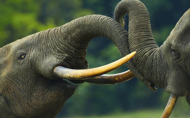 Animals Up Close with Bertie Gregory - Elephant Quest - De la película