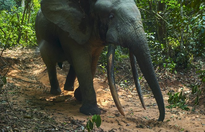 Animals Up Close with Bertie Gregory - Elephant Quest - De la película