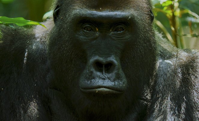 Animals Up Close with Bertie Gregory - Elephant Quest - De la película