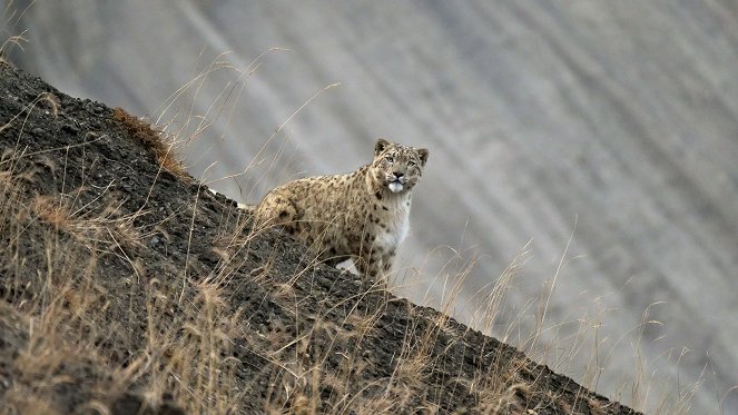 In Search of Snow Leopards: Chasing Shadows - Photos