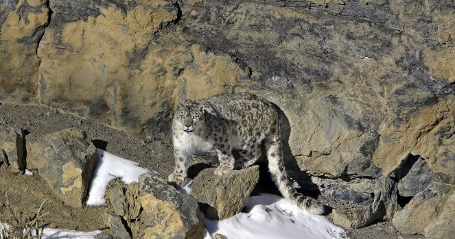 Hledání levhartů sněžných: Hon za stíny - Z filmu