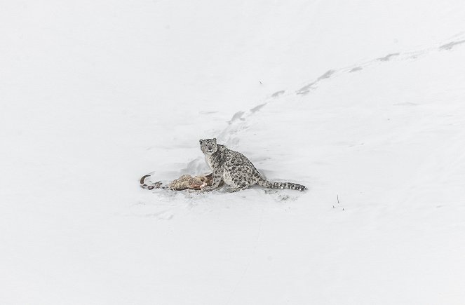 A hópárducok nyomában: eltűnő árnyak - Filmfotók