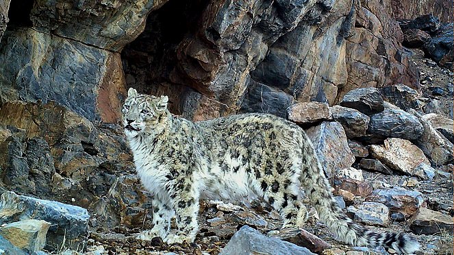 In Search of Snow Leopards: Chasing Shadows - Photos