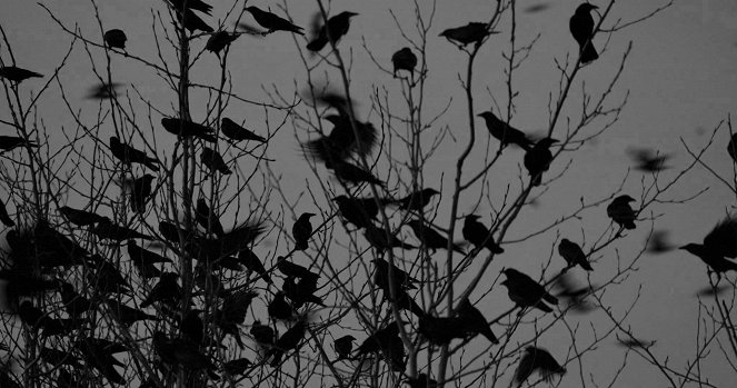 Crows - Photos