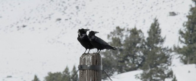 Crows - Photos