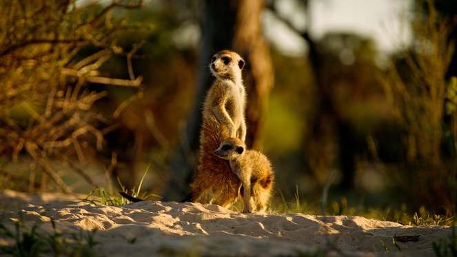Kalahari, l'autre loi de la jungle - Do filme