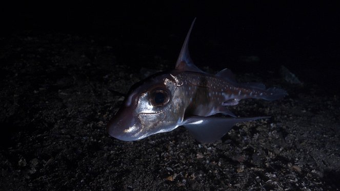 Ghost Shark Rising from the Deep: Chimaeras - De la película