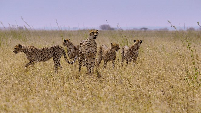 Predators - Cheetah - Do filme