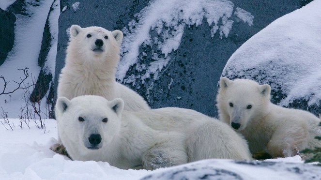 Predators - Polar Bear - Van film