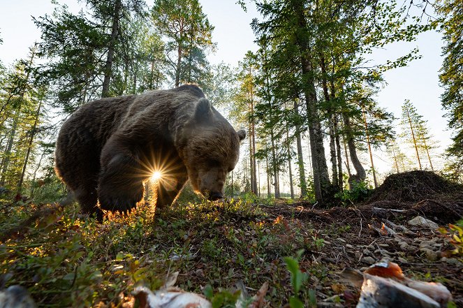 Wild Scandinavia - Photos