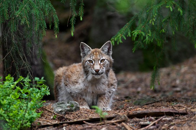 Wild Scandinavia - Photos