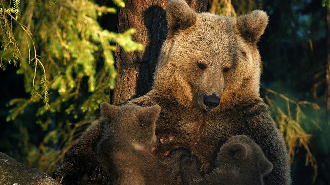 Universum: Wildes Skandinavien - Filmfotos