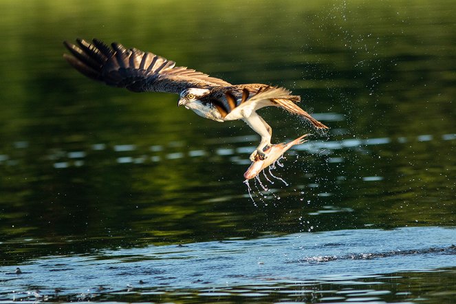 Wild Scandinavia - Photos