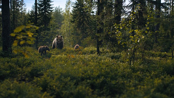 Wild Scandinavia - De la película
