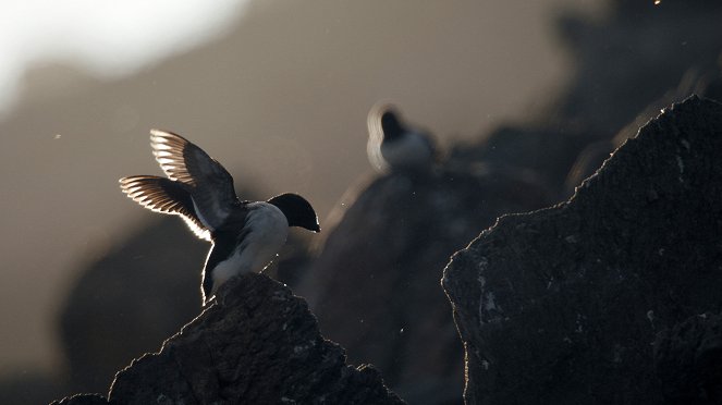 Wild Scandinavia - Photos