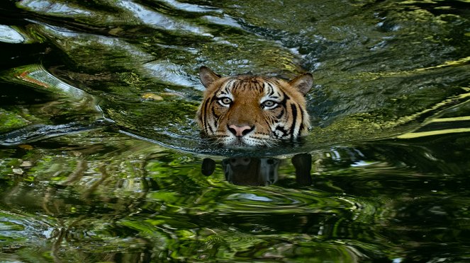 Poslední tygři malajští - Z filmu