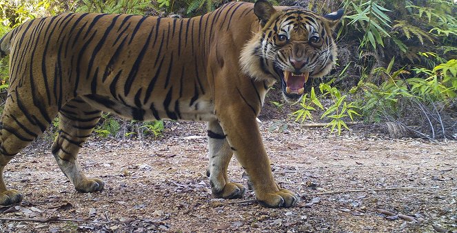 Malaysia's Last Tigers - Z filmu
